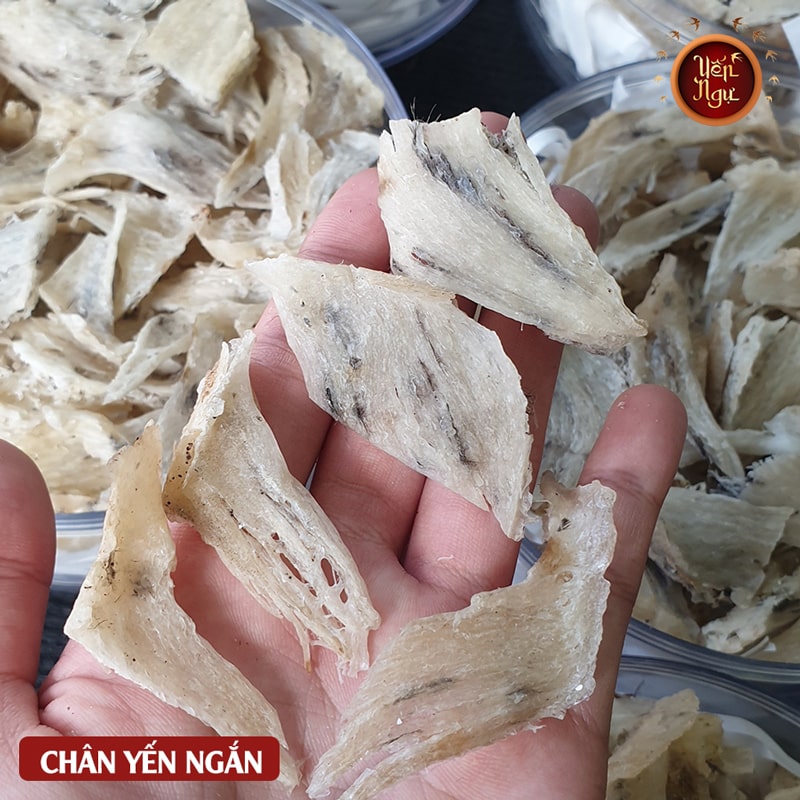 Chân Yến Thô Ngắn