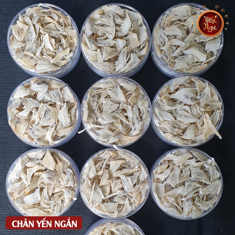 Chân Yến Thô Ngắn