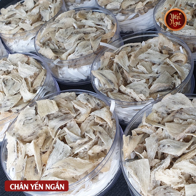 Chân Yến Thô Ngắn